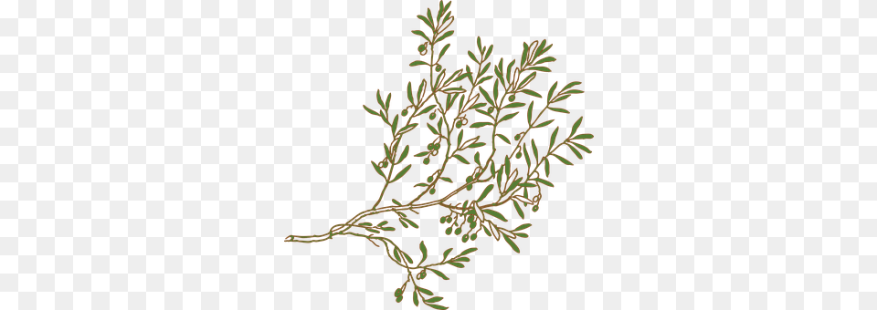 Branch Pattern, Plant, Conifer, Tree Png Image
