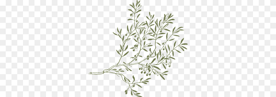 Branch Herbal, Herbs, Pattern, Plant Png Image