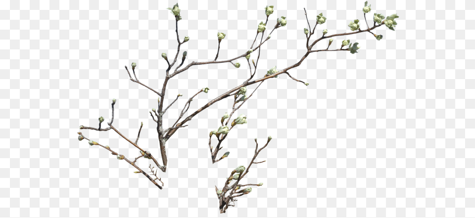 Branch, Bud, Flower, Plant, Sprout Png