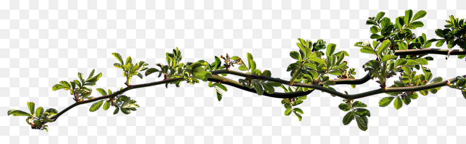 Branch Bud, Flower, Leaf, Plant Free Png