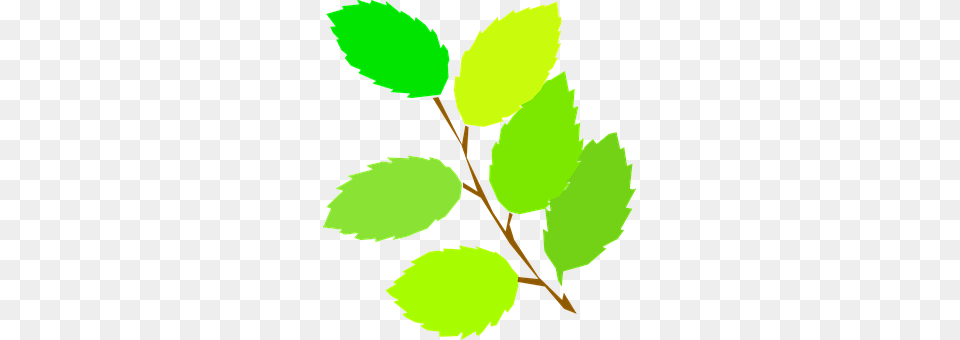 Branch Leaf, Plant, Person, Tree Free Png