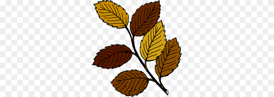 Branch Leaf, Plant, Tree Png Image