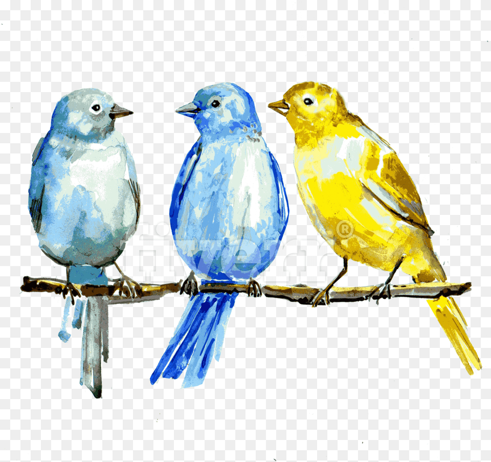 Branch, Animal, Bird, Canary Png Image