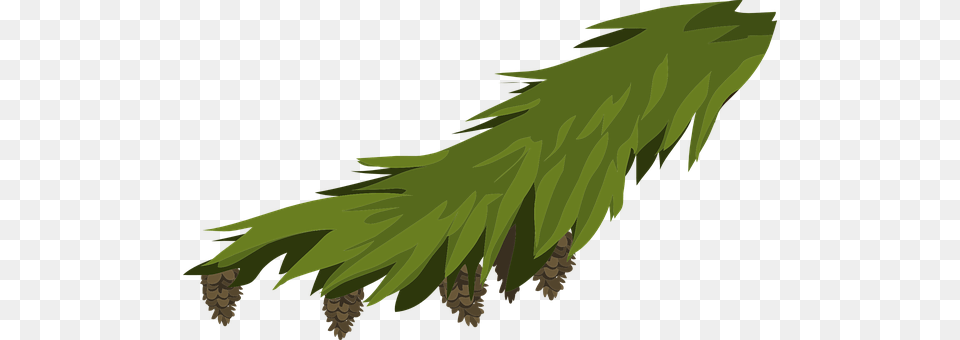 Branch Conifer, Tree, Plant, Moss Png