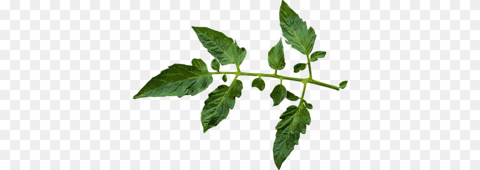 Branch Leaf, Plant, Grass, Herbs Png Image