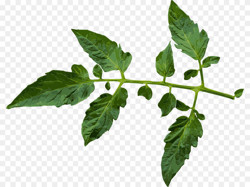 Branch 960 Tomato Leaf, Plant, Herbs Png Image