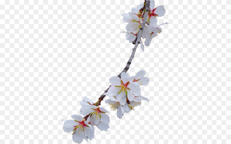 Branch Almond Tree Flowery Branch Cherry Blossoms White Background Flower, Plant, Pollen, Petal Free Transparent Png