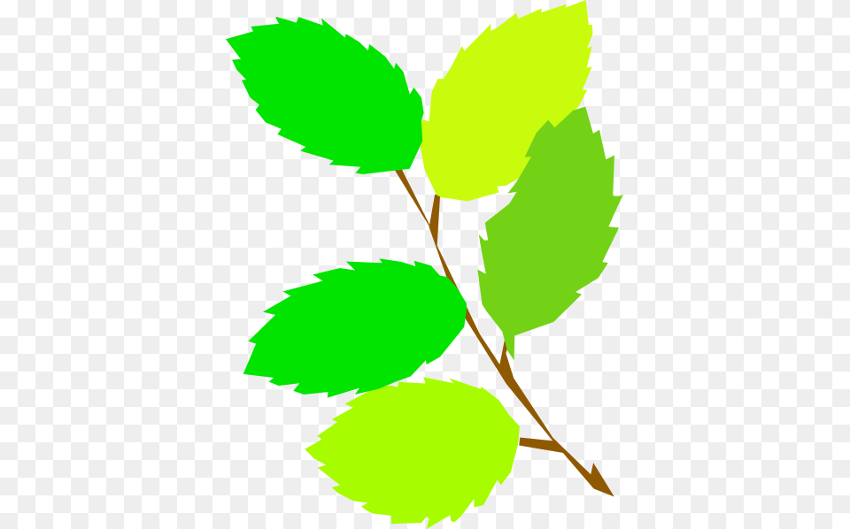 Branch And Leaves Clipart, Herbal, Herbs, Leaf, Plant Free Png
