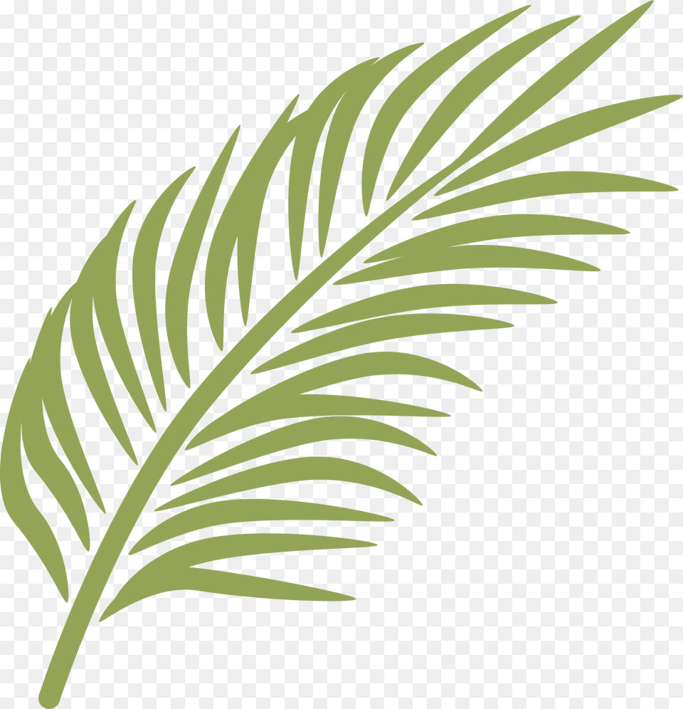 Branch Arecaceae Clip Art Banana Leaf Transprent Palm Sunday Leaves Clipart, Plant, Fern, Tree Free Png Download