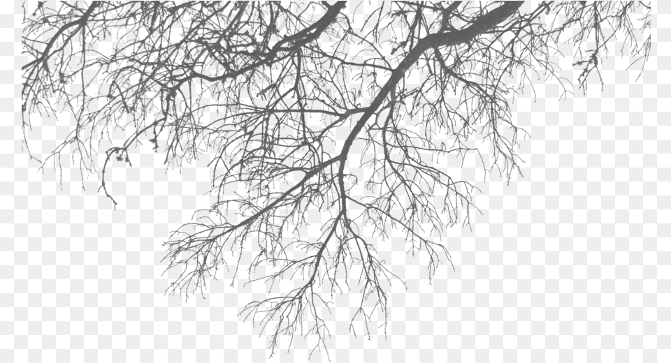 Branch Branches, Frost, Ice, Nature, Outdoors Free Png Download