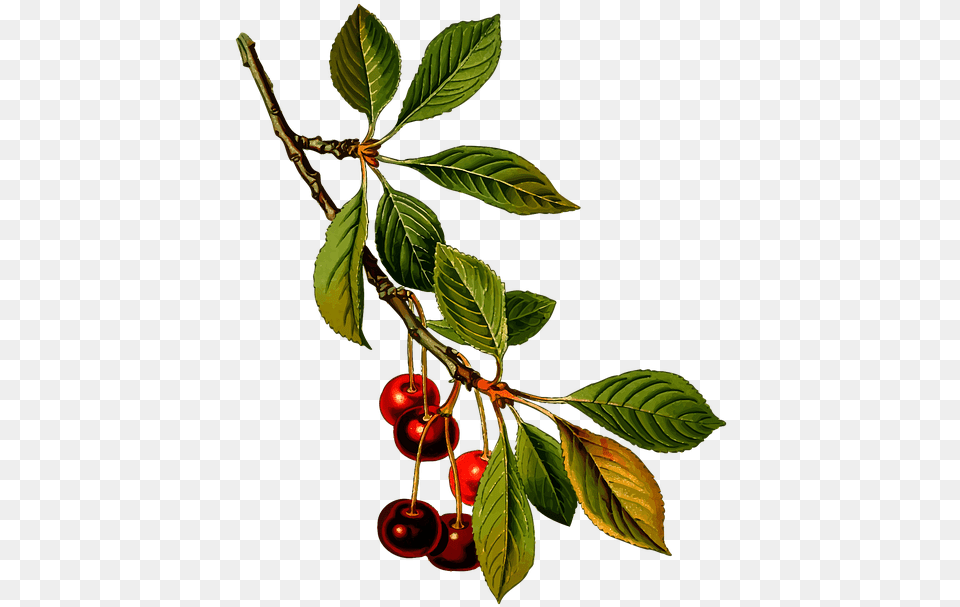 Branch Cherry Deciduous Vector Graphic On Pixabay Cherry Botanical Illustration, Food, Fruit, Plant, Produce Png Image