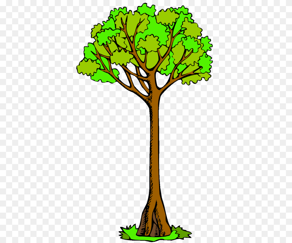 Branch Clip Art Tree Drawing Kauri, Plant, Tree Trunk, Potted Plant, Oak Png Image
