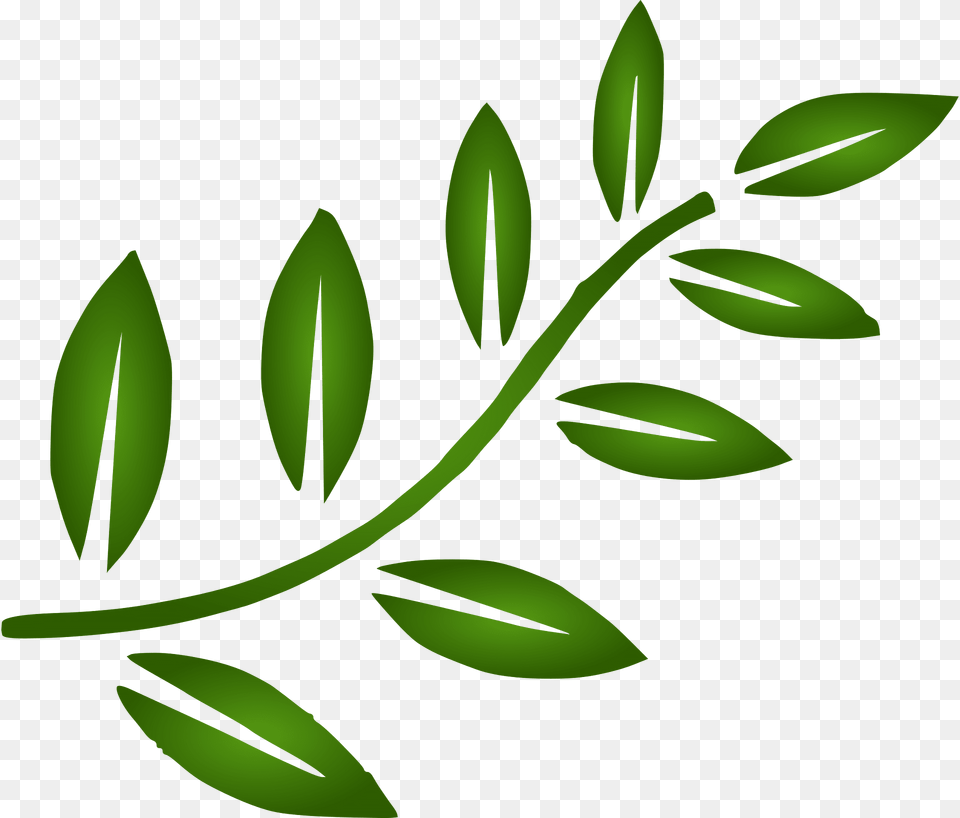 Branch Clipart, Herbal, Leaf, Herbs, Plant Free Transparent Png