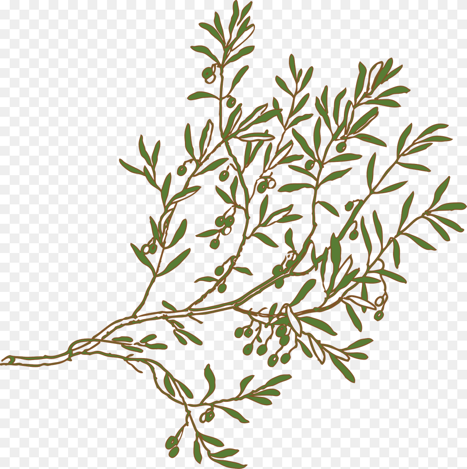 Branch Clipart, Conifer, Green, Tree, Plant Free Png Download