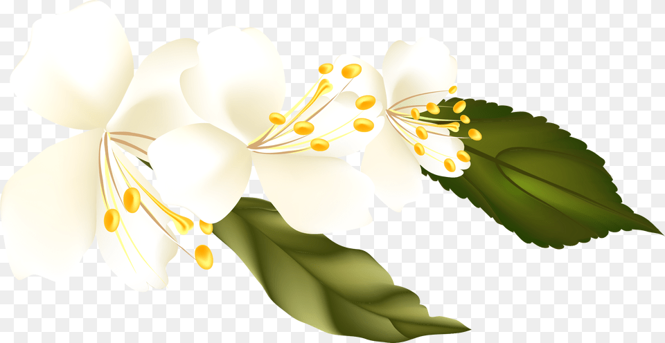 Branch Clipart, Anther, Flower, Plant, Pollen Png
