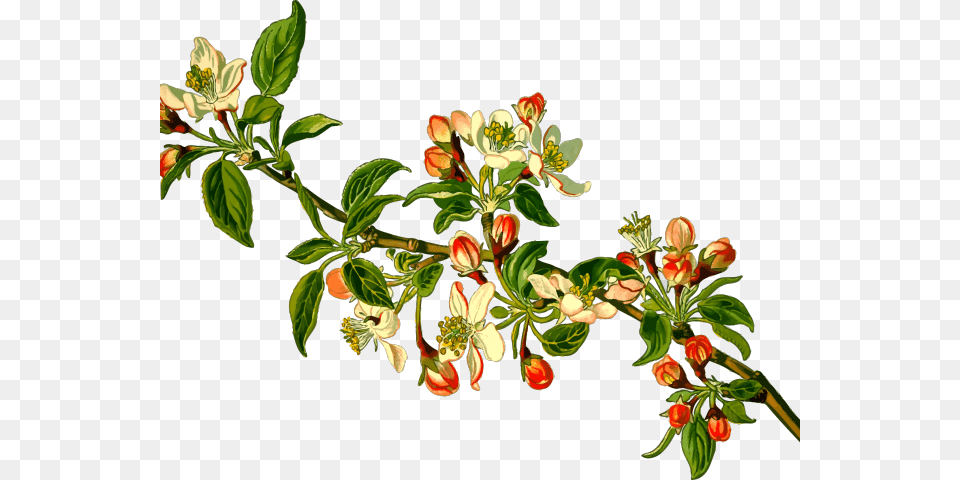 Branch Clipart Apple Tree Malus Domestica, Acanthaceae, Plant, Flower, Leaf Free Transparent Png