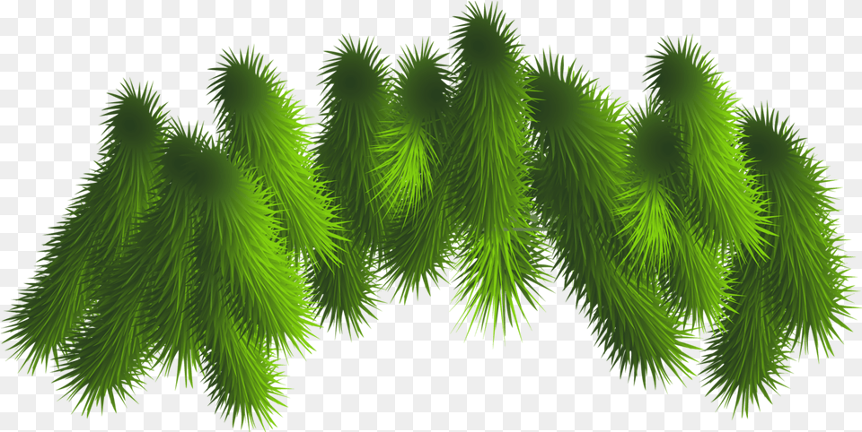 Branch Clipart Christmas Pine Boughs Transparent, Conifer, Green, Plant, Tree Free Png