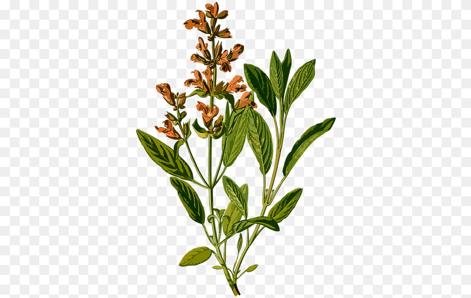 Branch Common Evergreen Garden Herb Herbal Salvia Officinalis Botanical, Acanthaceae, Plant, Leaf, Herbs Png Image