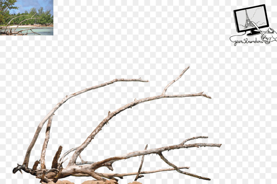 Branch Dead Branch, Wood, Plant, Tree, Driftwood Png