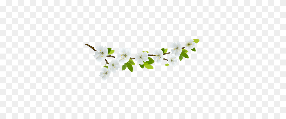 Branch Deco Left Transparent, Flower, Geranium, Petal, Plant Free Png Download