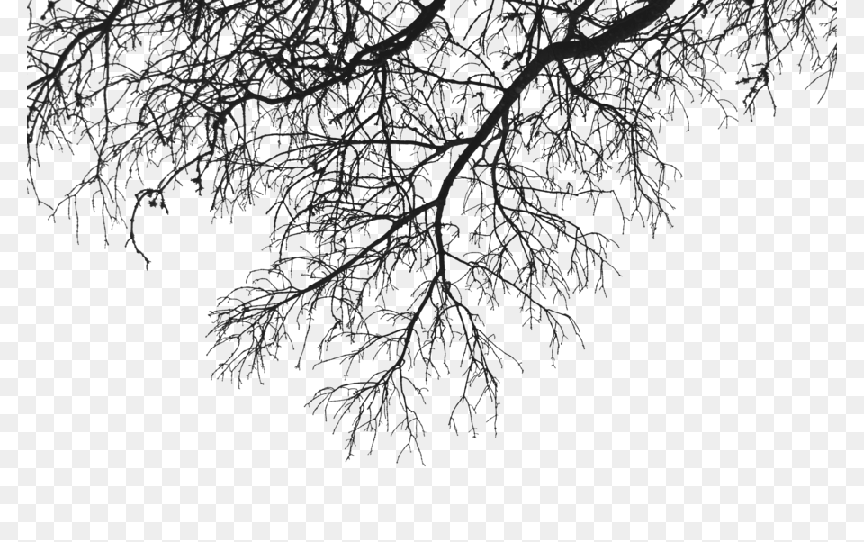 Branch Deco Up, Frost, Ice, Nature, Outdoors Png Image