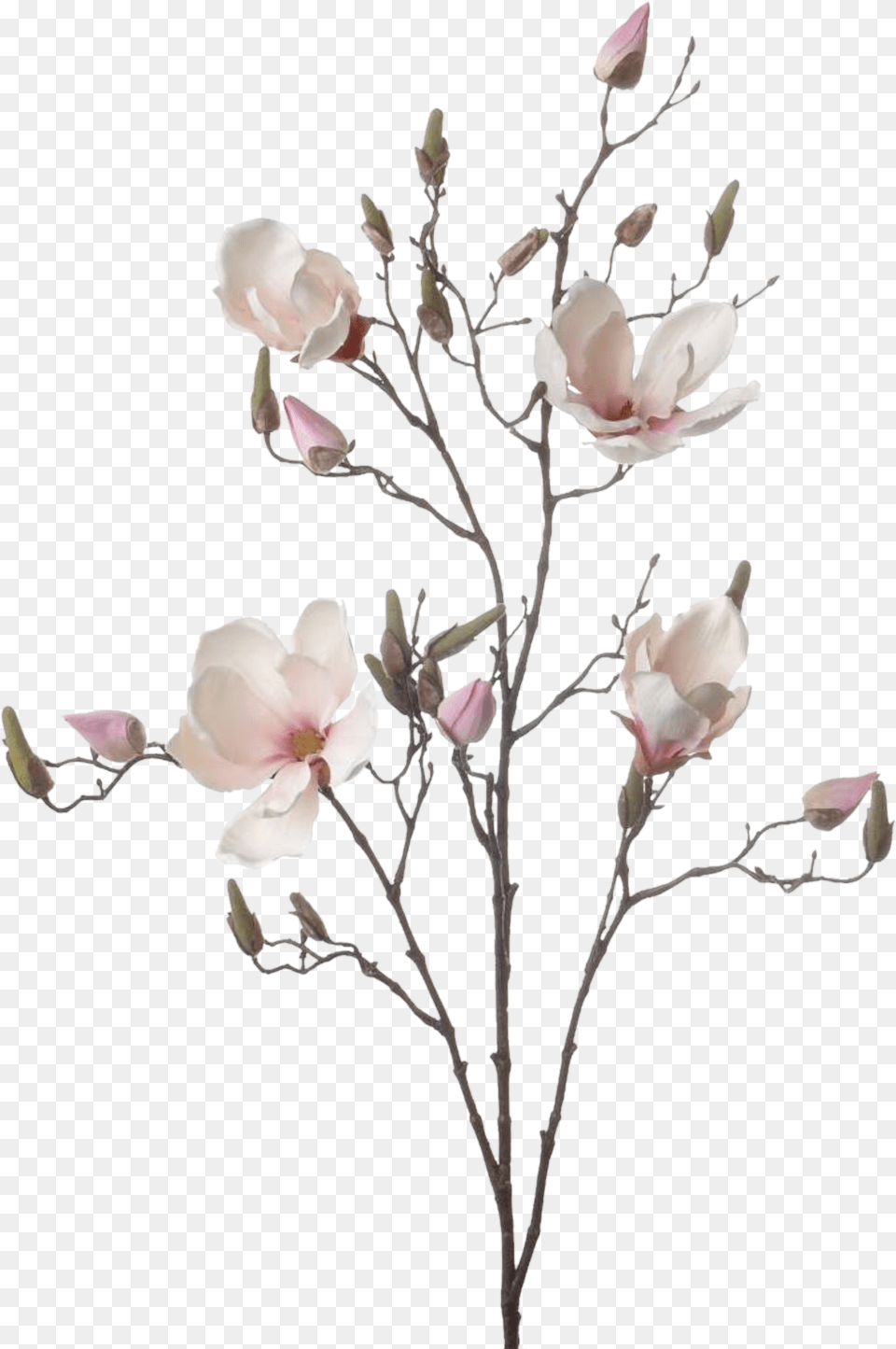 Branch Drawing Ubisafe Flowermagnolia Sticker By Aam Artificial Flower, Petal, Plant, Rose, Orchid Free Png Download