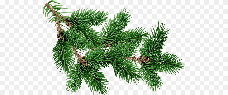 Branch Fir Tree, Conifer, Pine, Plant, Spruce Png