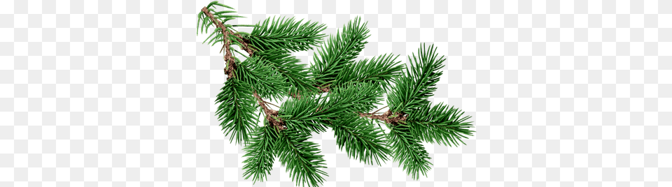 Branch Fir Tree Christmas Tree Branch, Conifer, Pine, Plant, Spruce Free Transparent Png