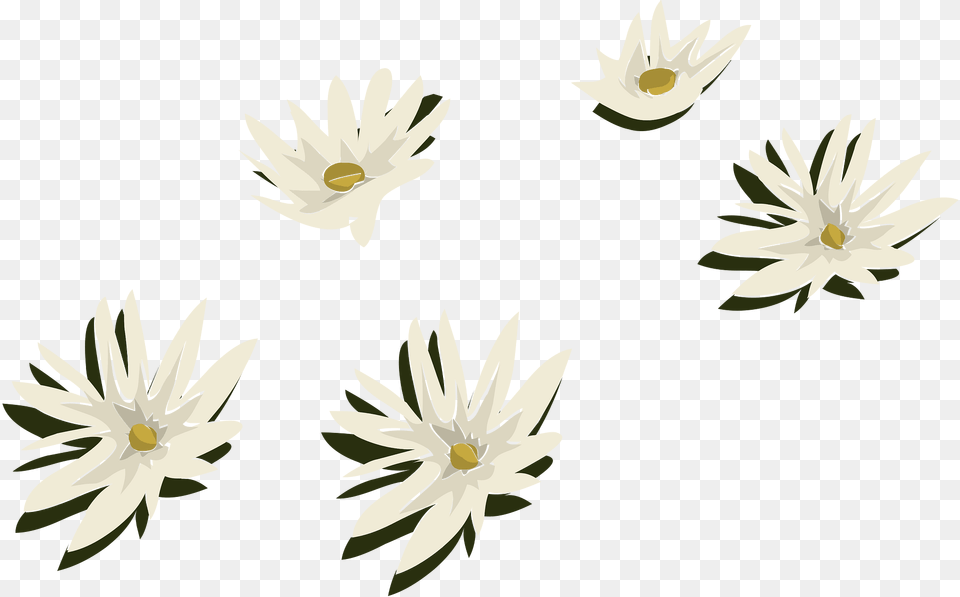 Branch Flower Brush White Clipart, Anther, Daisy, Plant, Petal Free Transparent Png