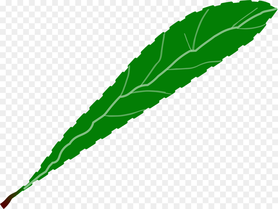 Branch Foliage Green Leaf Petal, Plant, Light, Tree, Animal Free Png
