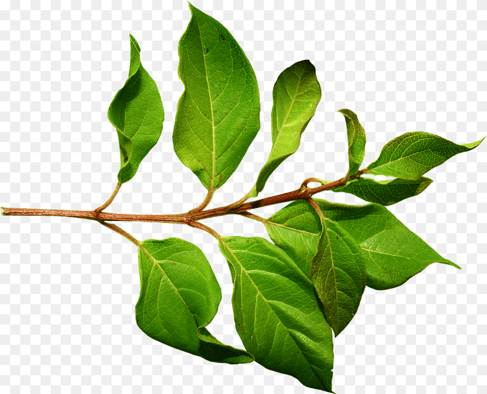 Branch Green Leaf Image Green Leaves On A Stem, Acanthaceae, Flower, Plant, Tree Free Png