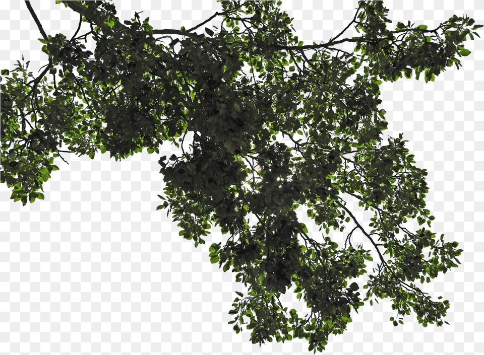 Branch Leaf Branch Picture Free Library Tree Leaves, Plant, Vegetation, Green, Land Png Image