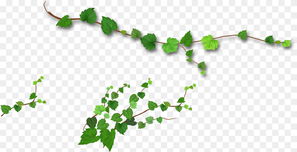 Branch Leaf Tree Realistic Green Leaves, Plant, Vine, Ivy Free Png