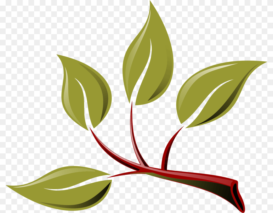 Branch Leaf Tree Twig Plant, Herbal, Herbs, Flower, Art Free Png Download