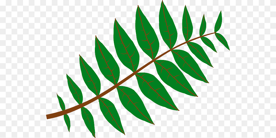 Branch Leaves Plant Green Nature Twig Branch Leaf Clip Art, Herbal, Herbs Png Image