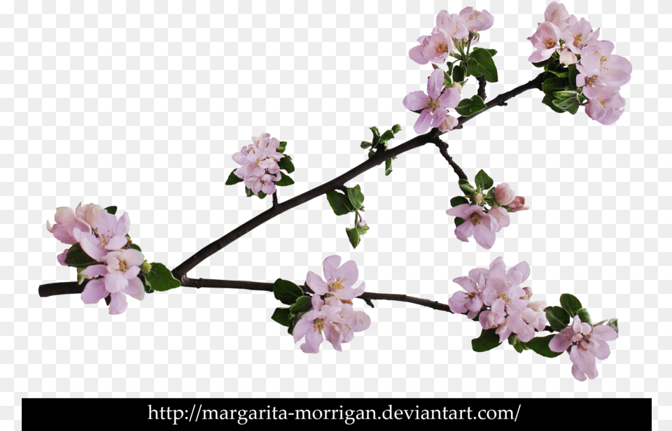 Branch Of Apple Blossoms By Margarita Morrigan Apple Tree Blossoms, Flower, Geranium, Plant, Petal Free Transparent Png