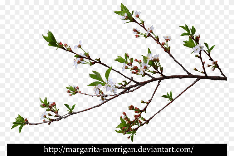 Branch Of Cherry Blossoms, Flower, Plant, Leaf, Bud Free Png