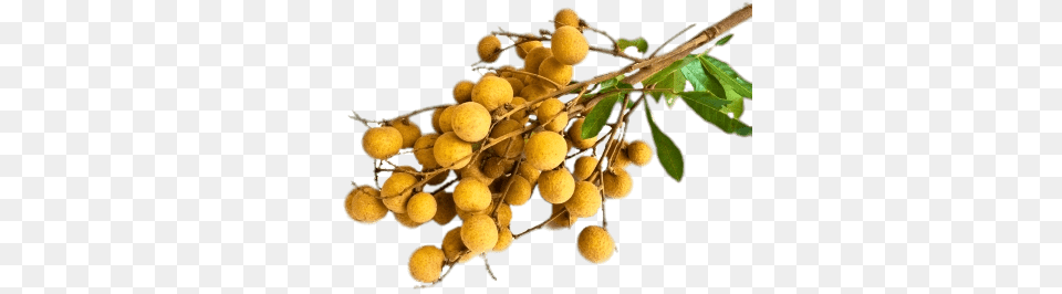 Branch Of Longan, Food, Fruit, Plant, Produce Free Transparent Png