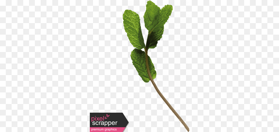 Branch Of Mint Digital Scrapbooking, Herbs, Leaf, Plant Free Transparent Png