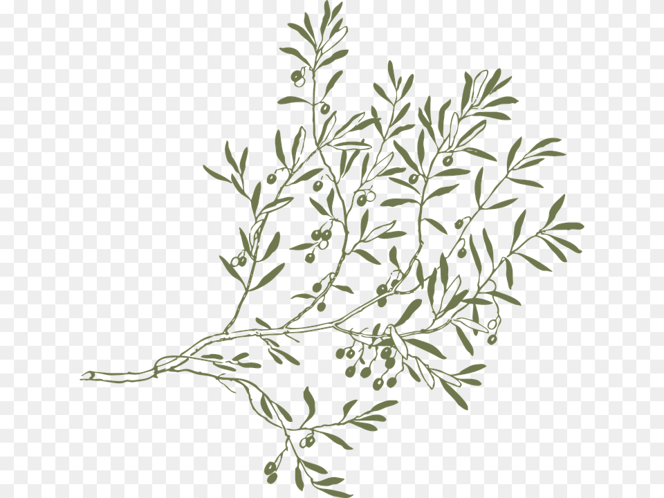 Branch Olive Leaves Twigs Green Plant Fruit Olive Tree Branch, Herbal, Herbs, Pattern, Leaf Png Image