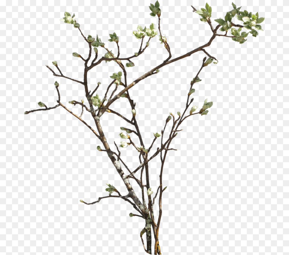Branch Picture Bush Branch, Ikebana, Bud, Flower, Flower Arrangement Free Png