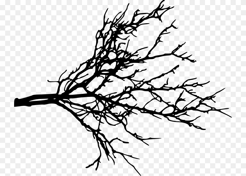 Branch Portable Network Graphics Clip Art Tree Twig Tree Branches Transparent Background, Plant, Leaf Free Png Download