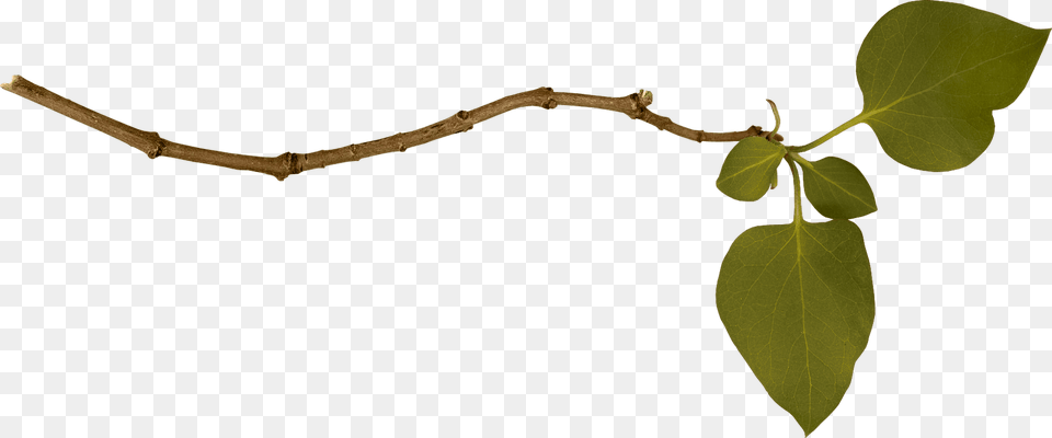 Branch Single Left, Leaf, Plant, Tree, Annonaceae Free Png