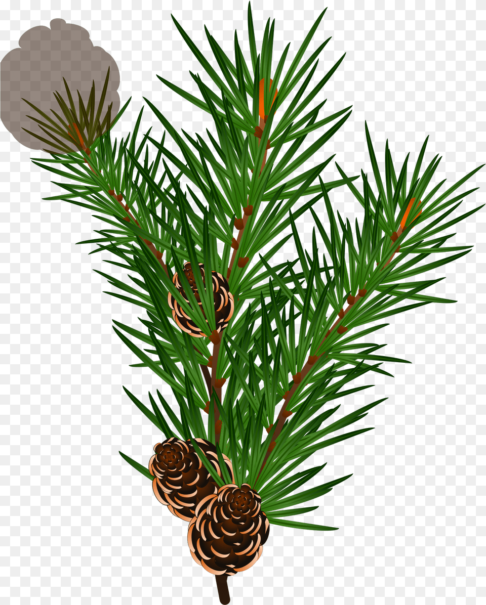 Branch Svg Clip Art For Web Juniper, Conifer, Larch, Pine, Plant Png Image