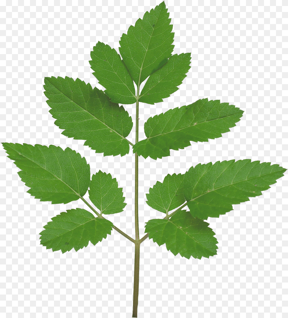 Branch Texture Tree Branch Leaf Texture, Plant, Herbal, Herbs Free Png Download