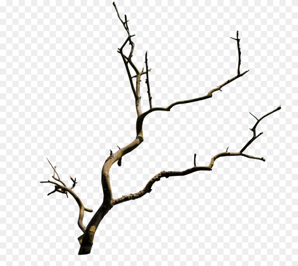 Branch Branch, Plant, Tree, Wood Free Transparent Png