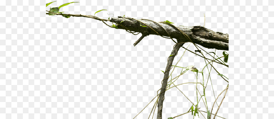 Branch Images Exotic Tree High Branch Hd, Leaf, Plant, Wood Free Transparent Png