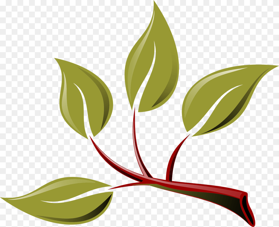 Branch Transparent Images Rama Hoja, Herbal, Herbs, Leaf, Plant Free Png Download
