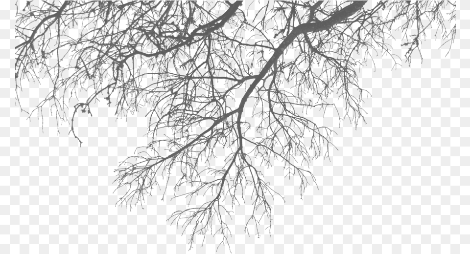 Branch Transparent Images Tree Branches, Frost, Ice, Nature, Outdoors Png