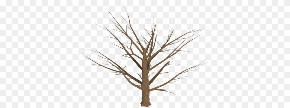 Branch Tree, Plant, Wood, Tree Trunk, Outdoors Free Png